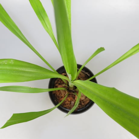 Pitcairnia smithiorum