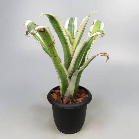 Hohenbergia 'Karla' (BCR11568) ex Hermann Prinsler