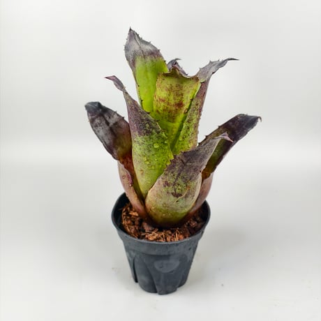 Hohenbergia leopoldo-horstii Black Form