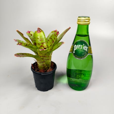 Neoregelia Kamehameha
