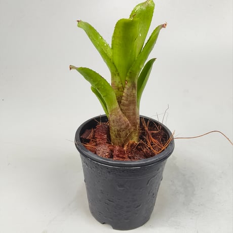Neoregelia dunensis 'TE479' (Rio de Janeiro Brazil) ex SN