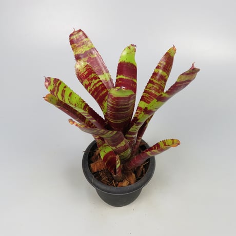 Neoregelia 'Conga Fury'