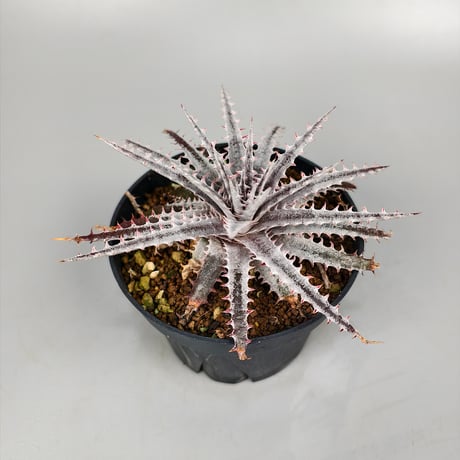 Dyckia 'Kali' (Warren × Mercury) Sueb Hybrid