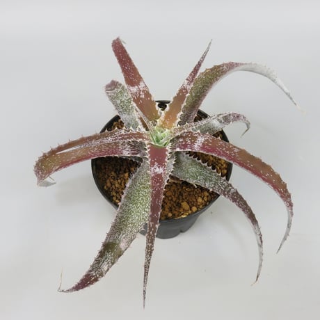 Orthophytum (Iron Ore x (Brittle Star x saxicola))