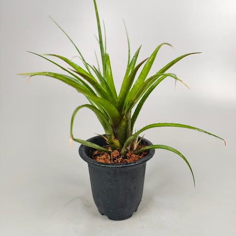 Aechmea recurvata var. benrathii stoloniferus ex SN