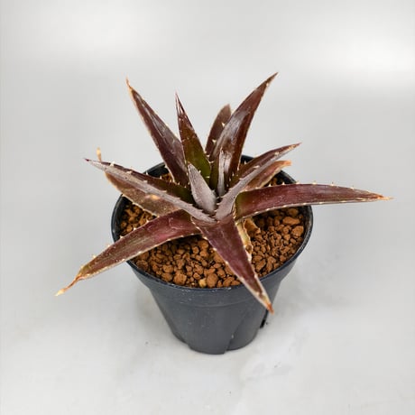 Dyckia platyphylla (Ex Red) ex SN