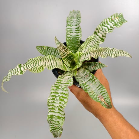 Cryptanthus 'Ocean Mist' Bromeliad Cultivar Register (1910)