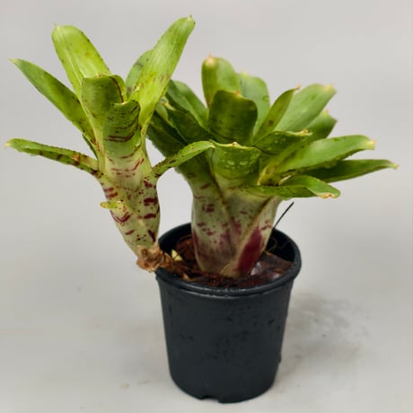 Neoregelia Wild Tiger x Chiquita Linda