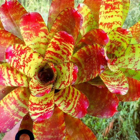 Neoregelia Kamehameha
