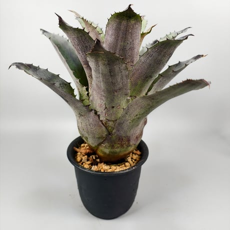 Hohenbergia Black Rose