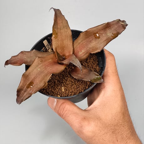 Cryptanthus 'Evon' Bromeliad Cultivar Register (1520)