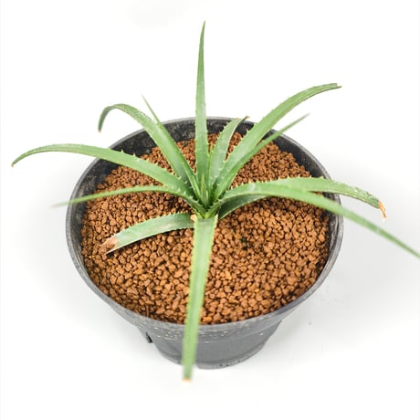 Sincoraea hatschbachii ex Cherry Basic