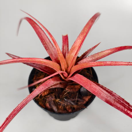 Aechmea recurvata f.rubra
