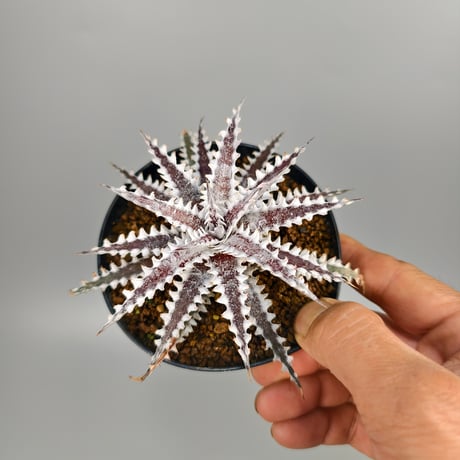Dyckia 'Freddy's Wing' Otto Bromeliad Hybrid