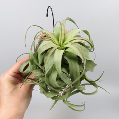 Tillandsia 'Eric Knobloch'