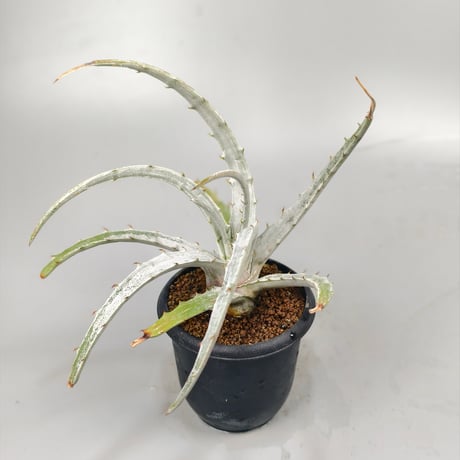 Hechtia sp pena blanca queretaro