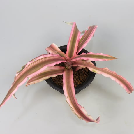 Cryptanthus 'Pink Starlight' Bromeliad Cultivar Register (1963)