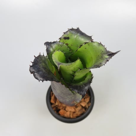 Hohenbergia Special Spine