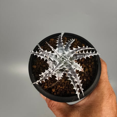 Dyckia Little Wing Bromeliad Cultivar Register (16648) Otto Bromeliad Hybrid