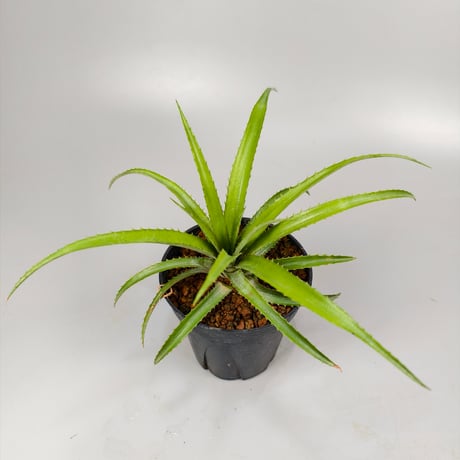 Ananas nanus