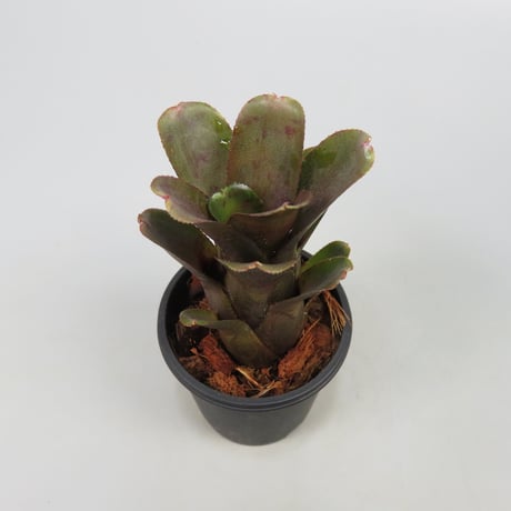 Neoregelia punctatissima rubra WBC BSI ex SN