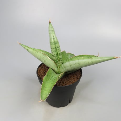 Sansevieria White Rhino from Yoky plant