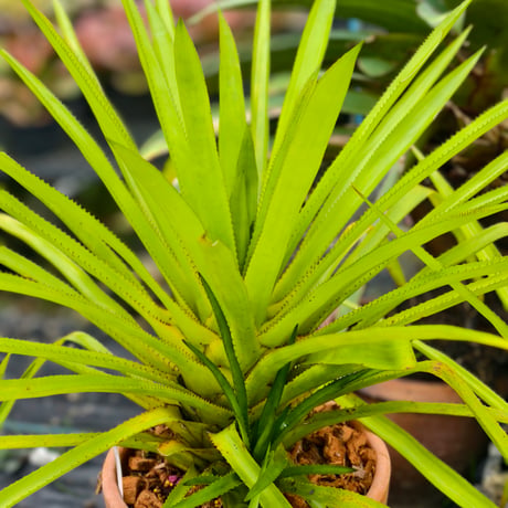 Aechmea biflora ex Double T Nursery