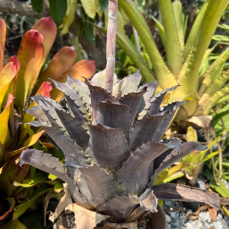 Hohenbergia Black Rose