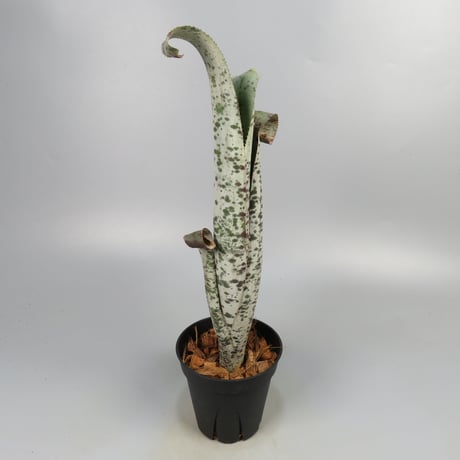 Quesnelia marmorata 'Tim Plowman' (BCR7974)