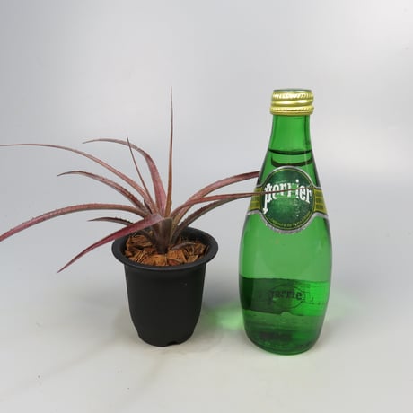 Aechmea recurvata f.rubra