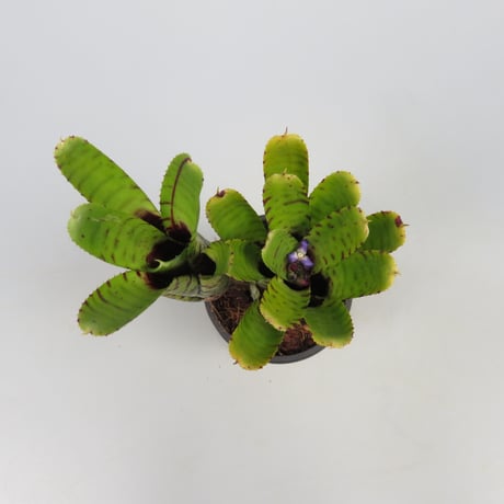 Neoregelia punctatissima Yellow form
