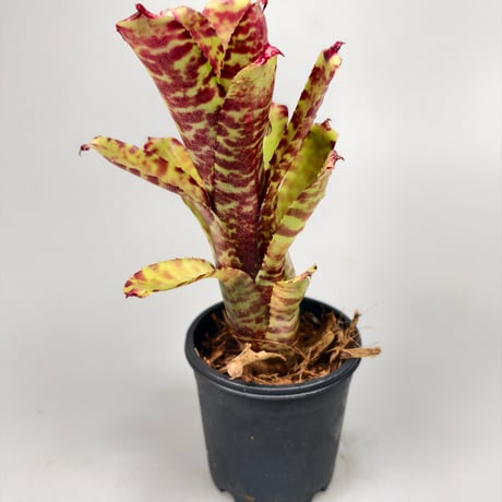 Neoregelia (lilliputiana x BAM) x (lilliputiana x punctatissima)