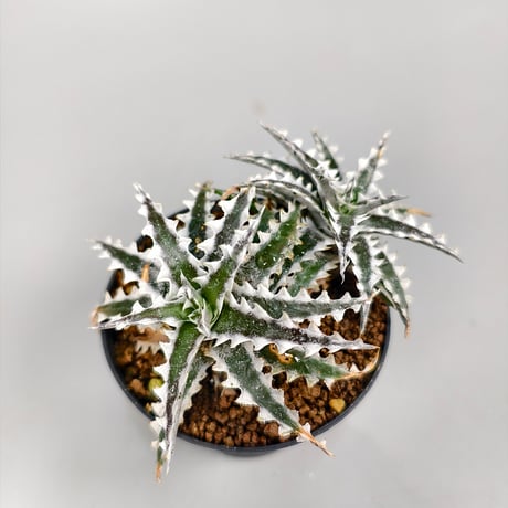 Dyckia Otto-ZL004 Otto Bromeliad Hybrid