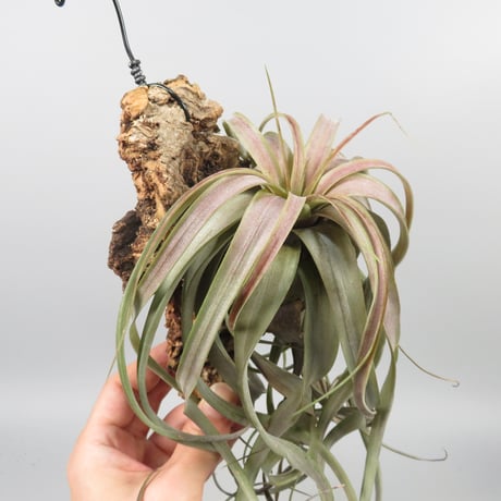 Tillandsia 'Love Knot'