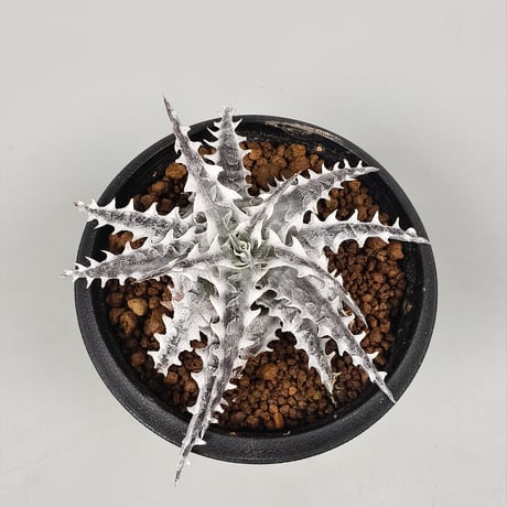 Dyckia Little Wing Bromeliad Cultivar Register (16648) Otto Bromeliad Hybrid