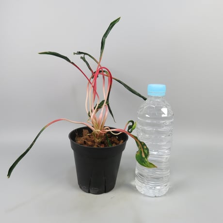 Aglaonema 'Medusa'