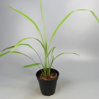 Pitcairnia smithiorum