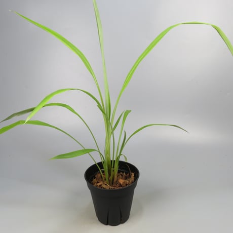 Pitcairnia smithiorum