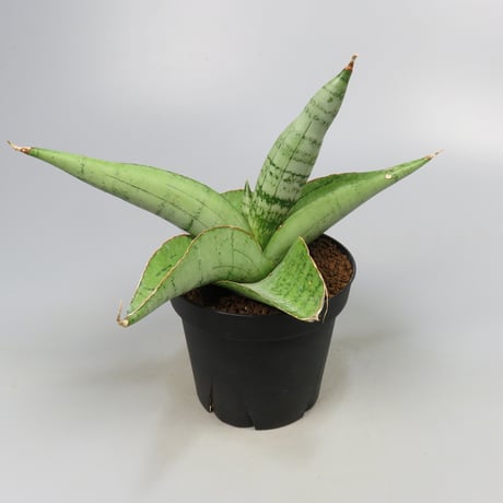 Sansevieria White Rhino from Yoky plant