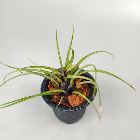 Aechmea recurvata Blackie