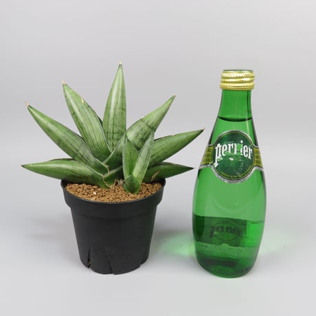 Sansevieria Milky way from Yoky plant