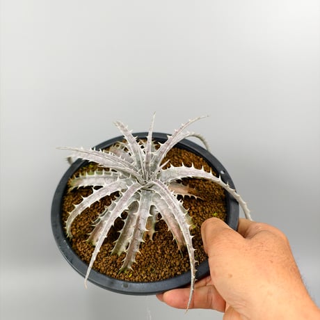 Encholirium diamantinum from seed Brazil