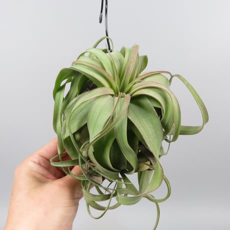 Tillandsia 'Eric Knobloch'