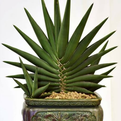 Sansevieria Sawasdee