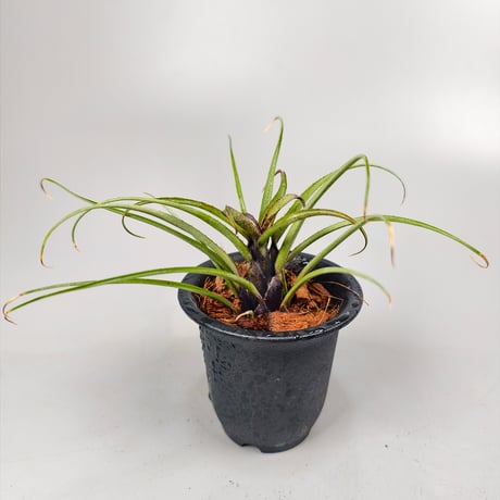 Aechmea recurvata Blackie