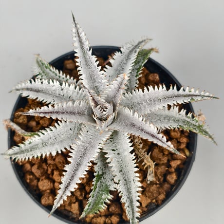 Dyckia Suzaku 朱雀　(Comet x Siam Winter Kiss)