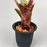 Neoregelia Tiger Sprung