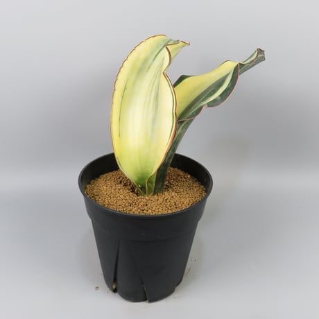 Sansevieria mafinga (Green form)