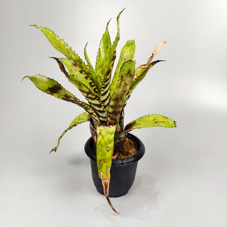 Aechmea orlandiana from seed