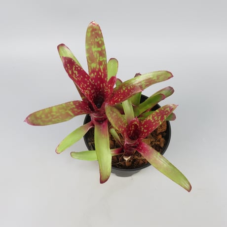 Neoregelia Wild Tiger x Chiquita Linda